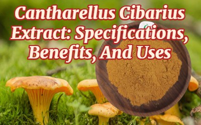 Екстракт Cantharellus Cibarius: характеристики, переваги та використання